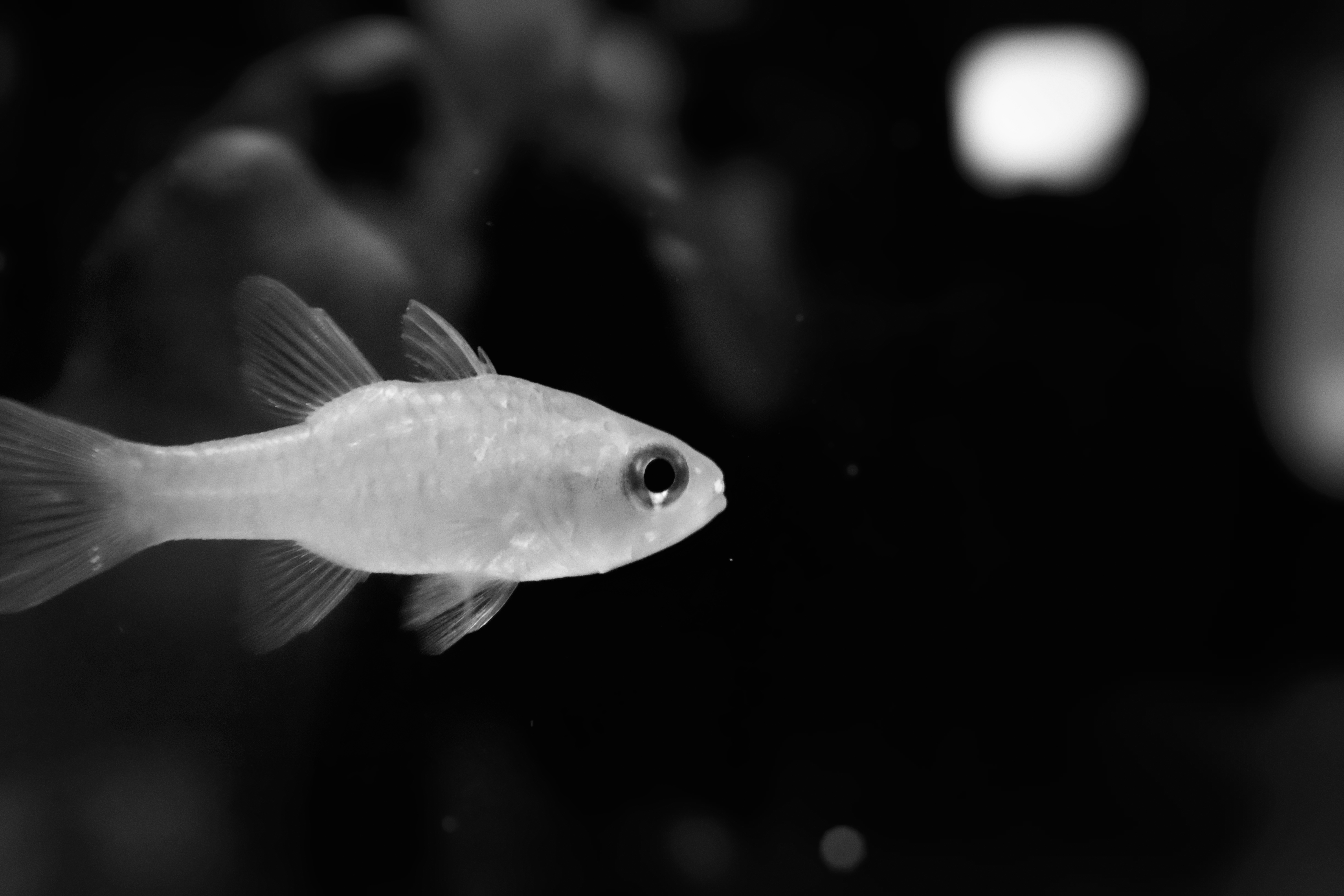 Light Fish